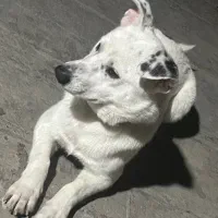 سگ اشپیتز واگذاری