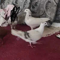 کفتر هوایی|پرنده|مشهد, شهید معقول|دیوار