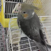 عروس هلندی نر جوجه دستی