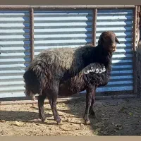 قوچ فروشی افشار 3ساله