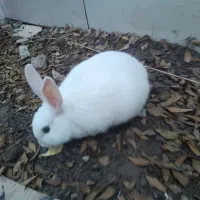 خرگوش|موش و خرگوش|ایلخچی, |دیوار