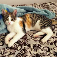 واگذاری رایگان ۲ عدد بچه گربه|گربه|ماسال, |دیوار