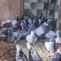 مسافتی|پرنده|باروق, |دیوار