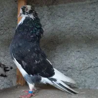 فروش کبوتر|پرنده|کوهیخیل, |دیوار