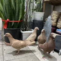 زرد و سرخ کرمونی