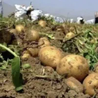 سرکارگر کشاورزی از صفر تا صد|خدمات باغبانی و درختکاری|بیستون, |دیوار