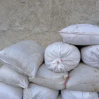 کودگوسفندی