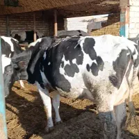گاوشیری شناسنامه دار