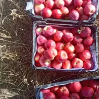 سیب|حراج|زنجان, |دیوار