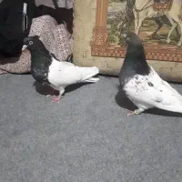 ۶تا بهبودی بیرون شهری هوائی