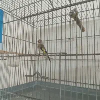 سهره جوجه قفس...قناری بل.قفس بزرگ