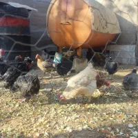 فروش فوری|حیوانات مزرعه|الیگودرز, |دیوار