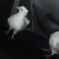 کفتر دارم چه کفتریـ