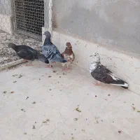 گرفتنی|پرنده|قم, شهدا|دیوار