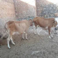 فروش ۲گاو|حیوانات مزرعه|اندیمشک, |دیوار