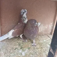 یک جفت کفتر حسابی