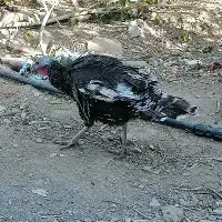 بوقلمون|حیوانات مزرعه|مهریز, |دیوار