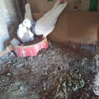 کبوتر زاغ پلاکی طوقی|پرنده|اهواز, بیست متری شهرداری|دیوار