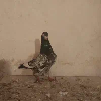 کبوتر پاکستانی|حیوانات|زنجان, |دیوار