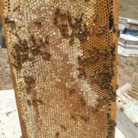 عسل گون آویشن