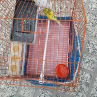 مرغ عشق|پرنده|لنجان, |دیوار