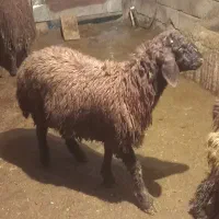 بره نر|حیوانات مزرعه|دورود, |دیوار