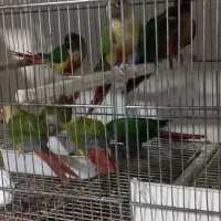 گرینچیک. کوتوله برزیلی. فنچ نرگسی