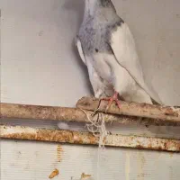 طوقی هفترنگ