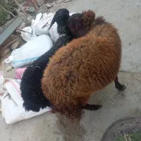 بره قوچ همو و هترو