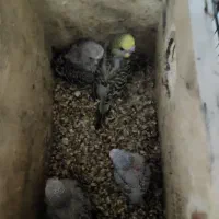 مرغ عشق انگلیسی مولد|پرنده|تهران, یافت آباد جنوبی|دیوار