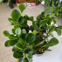 قاشقی