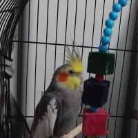 عروس هلندی نر سخنگو