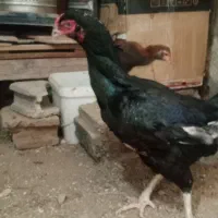 مرغ و خروس لاری اصل آگهی بخوان