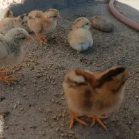 جوجه محلی سه روزه|حیوانات مزرعه|خمک, |دیوار