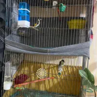 قفس معاوضه|لوازم جانبی حیوانات|تهران, علم و صنعت|دیوار