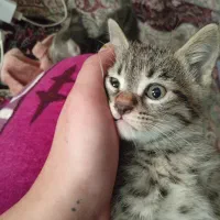 گربه|گربه|گنبد کاووس, |دیوار