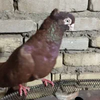 نرسرخ صرب 35 سانتی معاوضه باقلیون شارژی عوض میکنم|پرنده|سوسنگرد, |دیوار