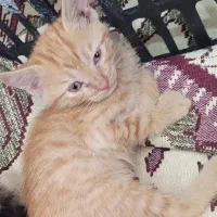 گمشده|حیوانات|کرمانشاه, |دیوار