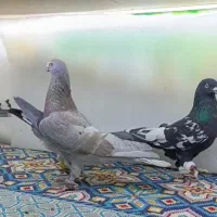 3تا نر گردن کلفت