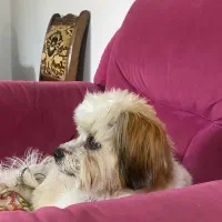 سگ شیتزو‌تریر