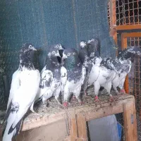 کبوتر پاکستانی