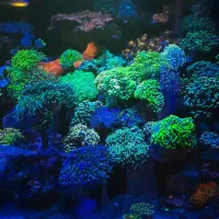 فروش مرجان و شقایق آب شور