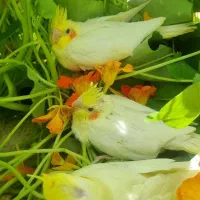 جوجه. عروس. هلندی. سرلاکی