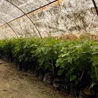 نهال انگور کاشمر با بهترین کیفیت