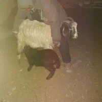 بزبابزگاله|حیوانات مزرعه|خرمدره, |دیوار