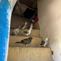 ۸ تا کفتر|پرنده|اصفهان, شهشهان|دیوار