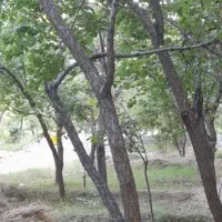 فروش-باغ-در-اسکو-روستای-کهنمو