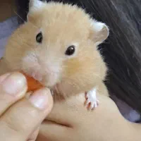 فروش 2عدد همستر نسکافه ای|موش و خرگوش|لنگرود, |دیوار