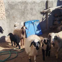 ۱۰راس میش زاییده|حیوانات مزرعه|مهریز, |دیوار