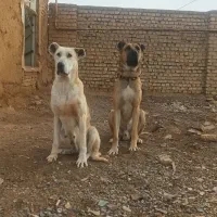 واگذاری تعدادی توله سرابی با کیفیت
